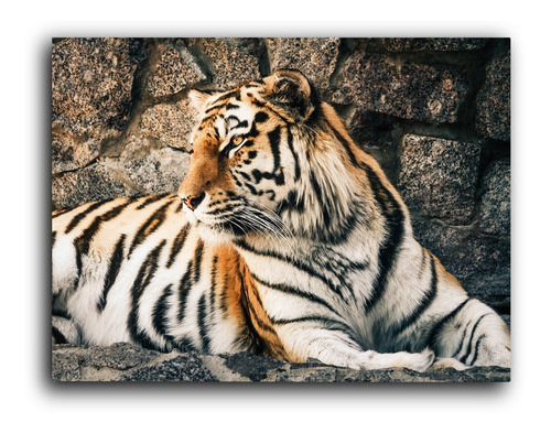 Cuadro Decorativo Canvas Arte 50x60 Tigre Bengala Sentado