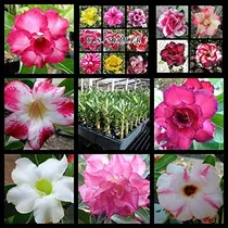 Comprar Semillas De Rosa Del Desierto Adenium Obesum 100 Pack Mixto
