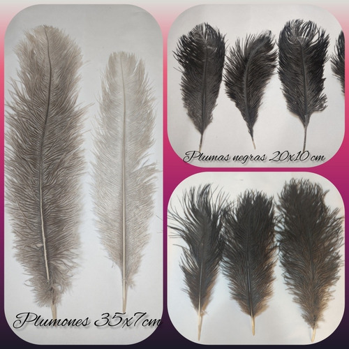 Imagen 5 de 5 de Plumas Decorativas (avestruz)