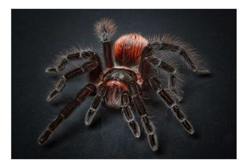 Vinilo 60x90cm Tarantula Araña Spider Insecto Wild P4