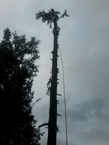 Poda De Árboles En Altura 1132866416. Dezmalezados.