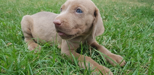 Vendo Weimaraner. 2 Meses De Nascido. Muito Lindo E Saudavel