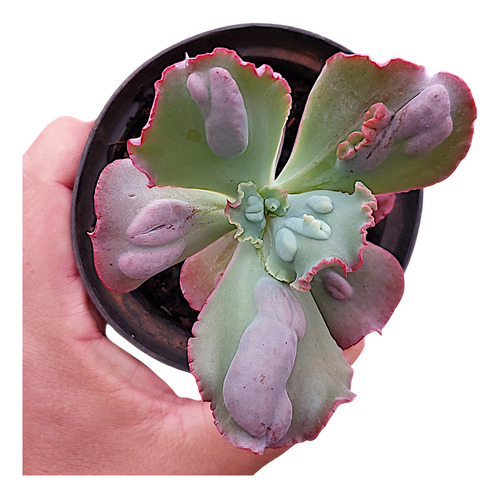 Suculenta Echeveria Gibbiflora Moonstone Legítima