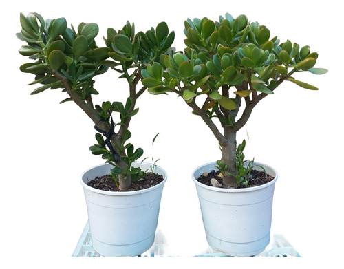 Planta Crassula Ovata Arbol De Jade Maceta N°19