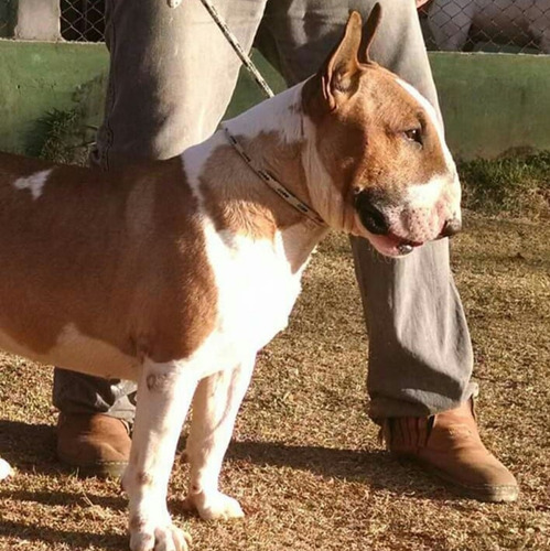 Filhote De Bull Terrier / Diferenciados