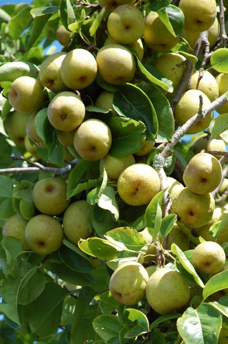 Carapiá Ervas Secas 100 Gr