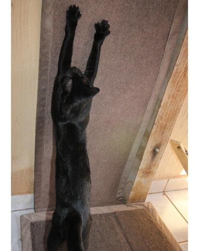 Tapete Escalador Arranhador Para Gato Moveis E Paredes Fixo Cor Azul-marinho
