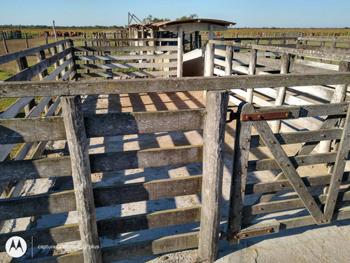 Imagen 10 de 30 de Campo Ganadero 3220 Ha - ( 420 Agrícolas ) Reconquista - Prov. De Santa Fe