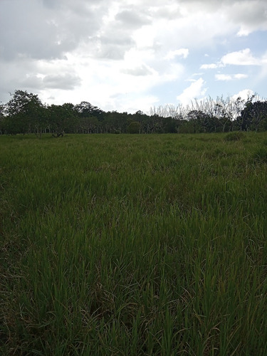 Finca Ganadera En Hatillo Monte Plata A 8km Del Pueblo Con Acto De Venta No Titulo Recibo Bitcoin