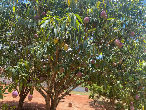 Imagem 13 de 29 de Chácara 5mil M2, Casa Sede Com 3 Suítes, Chále Grande Com Área Gourmet, Piscina Aquecida, Campo De Futebol, Pomar Com Pés De Frutas - Ch00186 - 70446769
