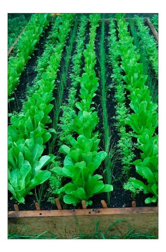 Vinilo Decorativo 50x75cm Agricola Campo Cultivo Granja M3