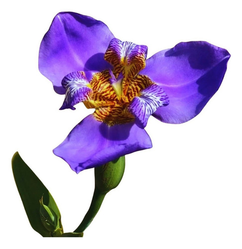 15 Íris Azul Roxeada Graúdas Idade De Florir - Neomarica
