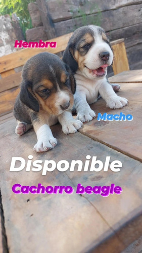 Vendo Cachorro Beagle