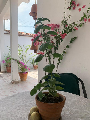 Imagen 11 de 14 de En Venta Linda Casa En Res. Villas Del Centro, 04128676886