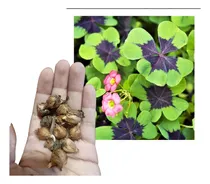 Comprar 10 Bulbos Oxalis Iron Cross Trebol De La Suerte 4 Hojas