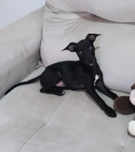 Adoção