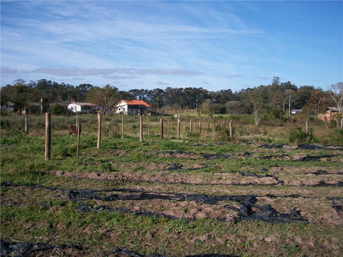 Imagem 17 de 30 de Sítio Rural À Venda, Lami, Porto Alegre. - Si0006