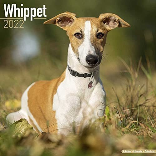 Libro: Whippet Calendar Dog Breed Calendars Calendarios De