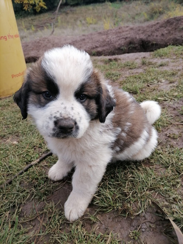 San Bernardo Cachorros Se Envian A Regiones