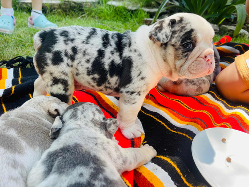 Cachorros  Bulldog Inglés