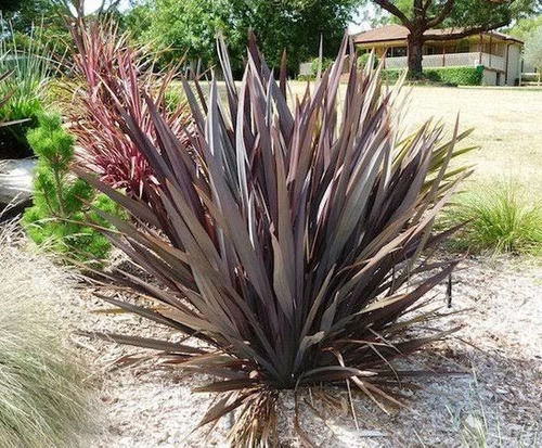 Fórmio Tenax Rubro ( Phormium Tenax ) - 3 Rizomas