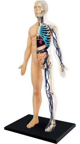 Anatomia Do Corpo Humano - 4d Master