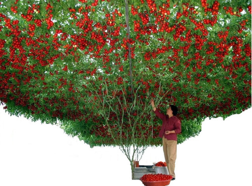 100 Sementes Tomate De Árvore Italiano Gigante Frete Grátis!
