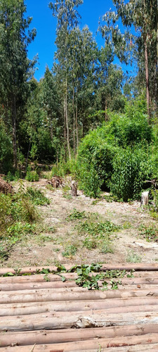 Se Vende Hectarea Con Bosque Nativo