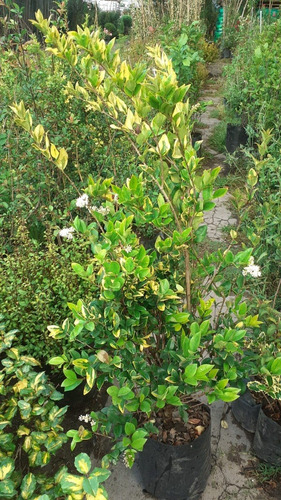 Olea Texana, Ligustrum Texanum, Cerco Vivo 10lts