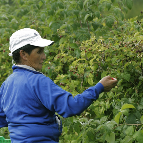 Dulce Masseube De Arándano 900 Gr Sin Tacc