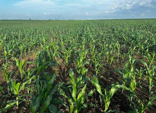 Venta Finca Productora De Cereales Y Ganado