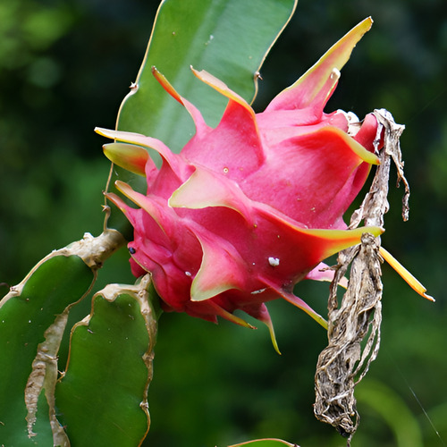Muda De Pitaya Vermelha Enraizada Orgânica Para Vaso