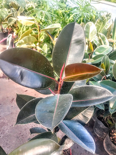Gomero - Ficus Elástica - Planta Interior - Maceta 5 Litros
