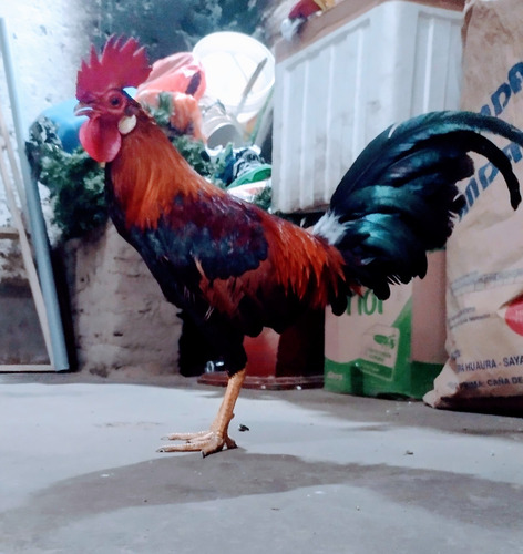 Gallo Piquero 