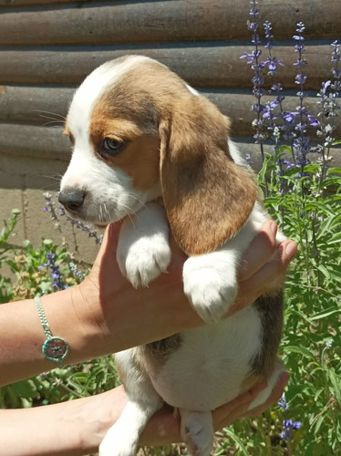 Hermosos Beagle