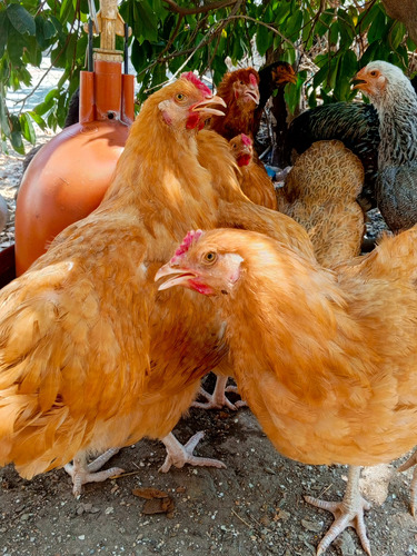 Gallos Campirana Línea Ponedoras