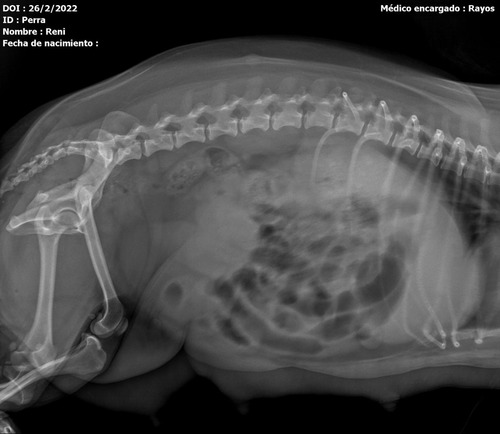 Imagen 6 de 8 de Radiografías Digitales A Domicilio Humanos Y Animales