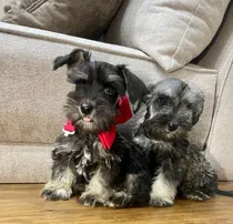 Comprar Perros De Raza (preciosos Ejemplares)
