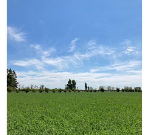 Finca Gral Alvear, 71 Hcts,en Producción Y Con Equipamiento.