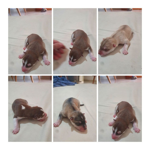 Imagem 3 de 5 de Filhotes Husky Siberiano