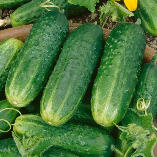 20 Sementes De Pepino Pioneiro - Pioneer Ideal Para Pickles!