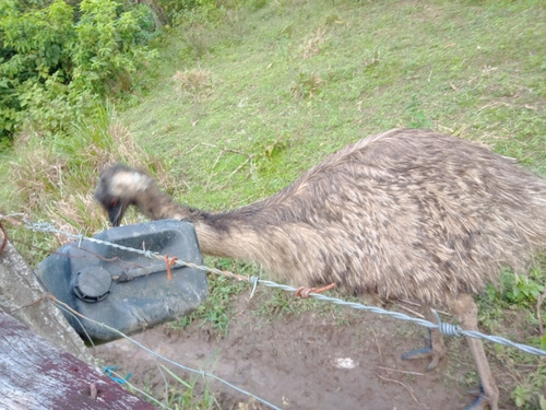 Imagem 5 de 5 de 2 Emus Adultos Machos