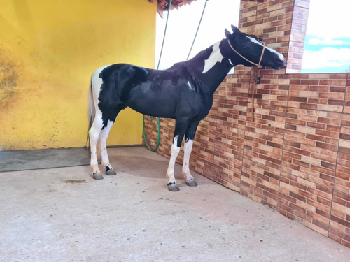 Imagem 2 de 5 de Mangalarga Pampa De Preto