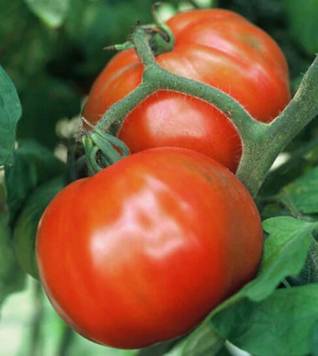 Sementes De Tomate Sugar Baby - Tomate Express De 54 Dias!!
