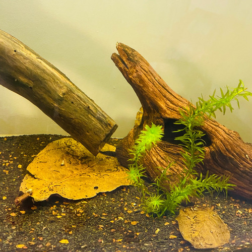 30 Folhas De Castanheira Para Esconderijo De Alevinos Peixes