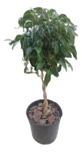 Ficus Arbolito Trenzado 