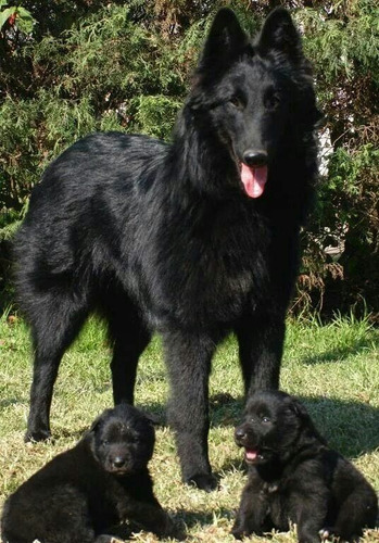 Ovejero Belga 5 Negro