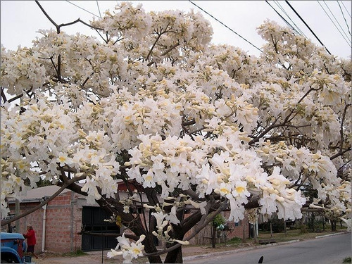 Lapacho Blanco Tabebuia Alba No Semilla Arbolito-ornamental