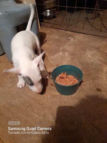 Vendo Bull Terrier Macho.