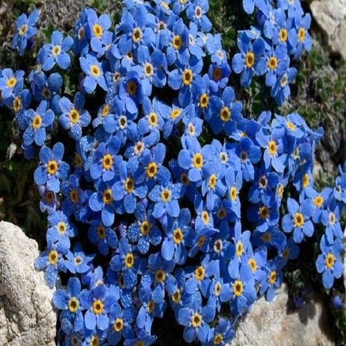 100 Sementes Flor Miosótis Cor Azul